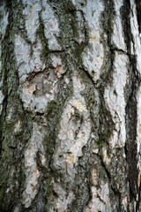 bark of a tree