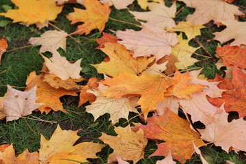 autumn leaves on the ground