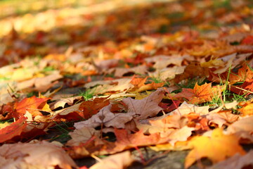 autumn leaves on the ground