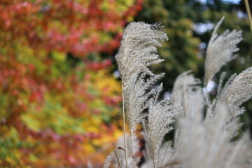 tree in the Fall