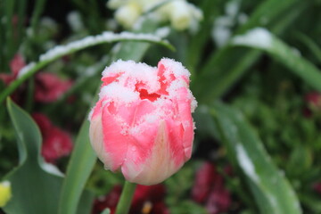 pink tulips in the garden with snow