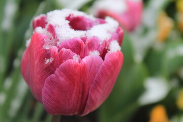 pink tulip in the garden with snow