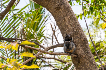 Portrait of grey squirrel Sciurus griseus sitting on branch