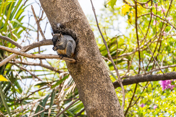 Portrait of grey squirrel Sciurus griseus sitting on branch