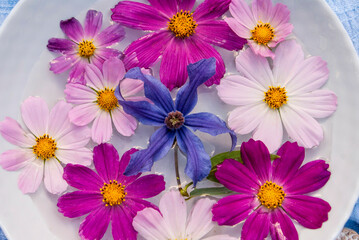 Cosmos and clitis flowers in a bowl of water on a blue background