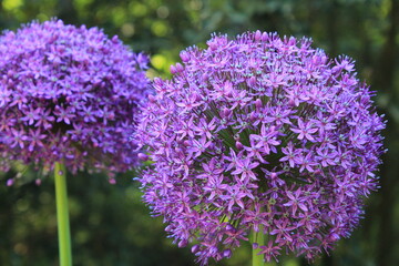 flowers in the garden