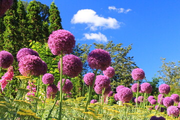 flowers in the garden with blue sky