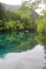 blue river in the forest - Jiu Zhai Gou