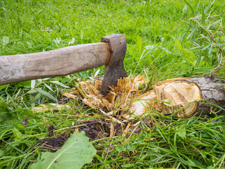 axing an old tree in a private garden,