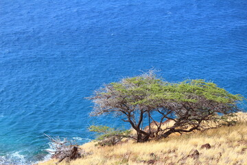 tree overlooking the sea