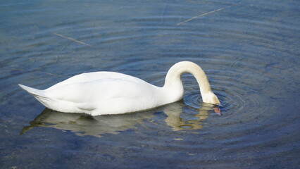 Schwan, Ente, Swan, Schwäne, Enten, Swans