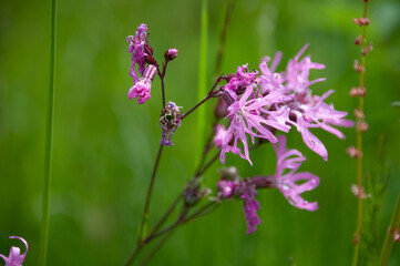 fleur rose sur fond vert