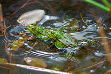 grenouilles jouant à saute mouton