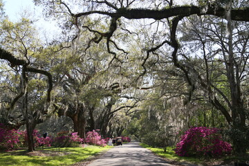 spring in the park