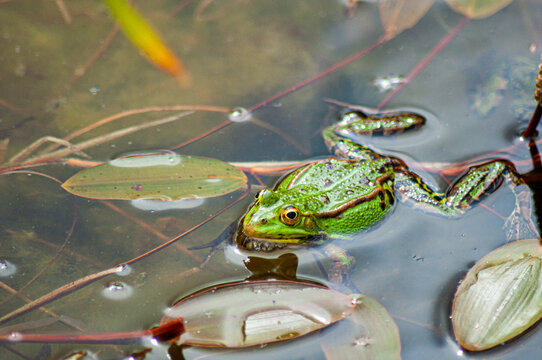 Grenouille Au Repos