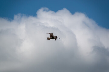 close up of an an adult curlew (Numenius) in flight over English meadow