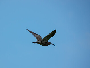 close up of an an adult curlew (Numenius) in flight over English meadow