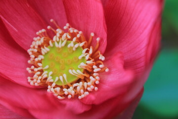 close up of a pink flower
