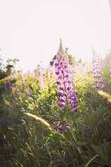 Naklejka premium flowers in the morning