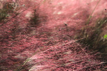 red moss covered with moss