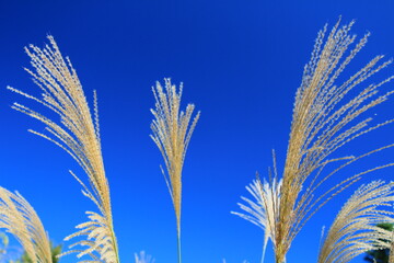 yellow grass on blue sky