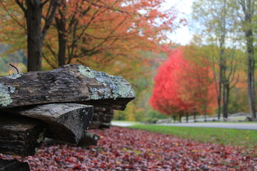 autumn in the park