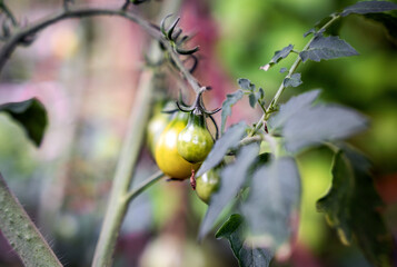 Unripe cherry tomatoes growing on a branch, colorful garden