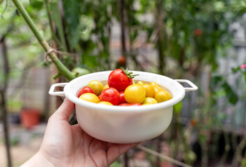 Woman holding a white bowl of fresh red and yellow cherry tomatoes in the garden