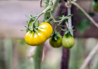 Yellow unripe growing tomato on a branch, veggies, beautiful garden bokeh background