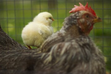 Chicken, baby chicken for an adults chicken 
Chickens in the guard 