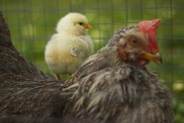 Chicken, baby chicken for an adults chicken 
Chickens in the guard 