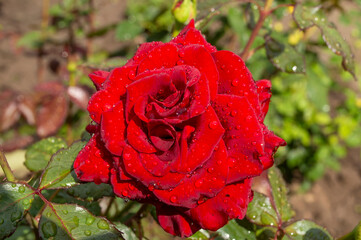 red rose with dew drops in the garden
