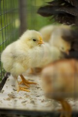 Baby chicken in metal fence, bird eat feed