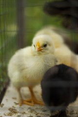 Baby chicken in metal fence, bird eat feed