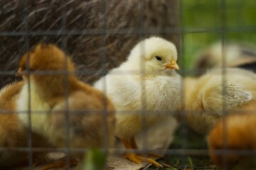 Baby chicken in metal fence, bird eat feed