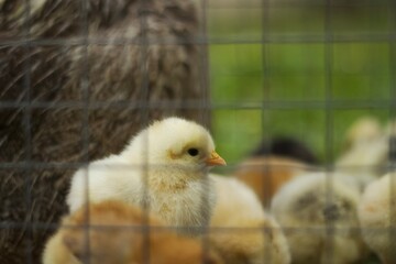 Baby chicken in metal fence, bird eat feed