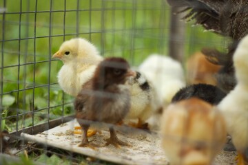 Baby chicken in metal fence, bird eat feed