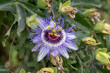 Passiflora caerulea close-up. Blue Passiflora flower or Passion flower. Israel. Neighborhood of Latrun.