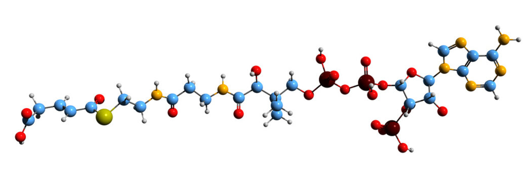3D image of Glutaconyl-CoA skeletal formula - molecular chemical structure of lysine metabolism intermediate isolated on white background
