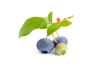 Blueberry isolated on white background. Branch of blueberries with green leaves. Close up.