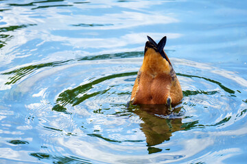 Duck ogar dove head down into the water for food popped up only the tail. - obrazy, fototapety, plakaty