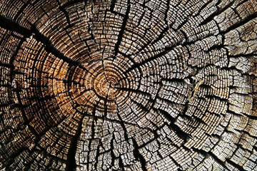 Jahresringe in Baumstamm - annual rings in a log