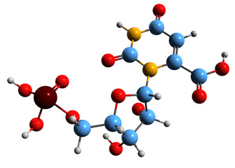  3D image of Orotidine 5-monophosphate skeletal formula - molecular chemical structure of  pyrimidine nucleotide OMP isolated on white background
