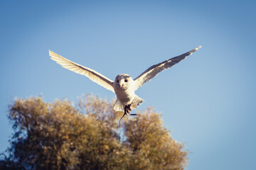 Barn Owl
