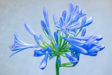 Close-up of blooming Agapanthus, or Lily of the Nile isolated on  a light background. 
