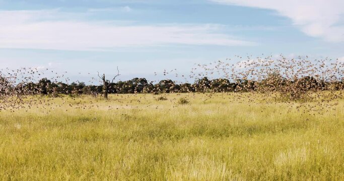 Slow motion large group of red-billed Queleas on the grass Savanna