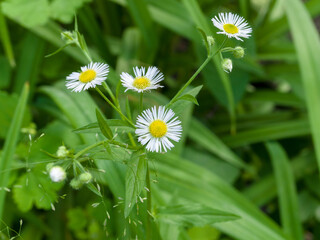 Small chamomile (feverfew) on the field, among the grass, on a sunny summer day. Close-up
