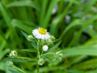 Small chamomile (feverfew) with buds, on a field, among the grass, on a sunny summer day. Close-up