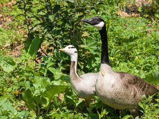 A pair of wild geese, male and female, among the grass, on a sunny summer day.