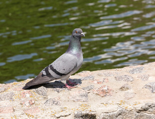 Portrait of a pigeon sitting on a stone fence of a pond in a park, on a sunny summer day.